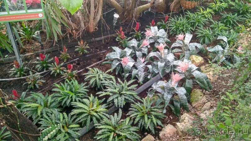 Шалом, Израиль! Часть 8. Парк орхидей "Утопия".