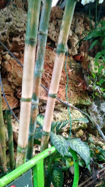 Шалом, Израиль! Часть 8. Парк орхидей "Утопия".