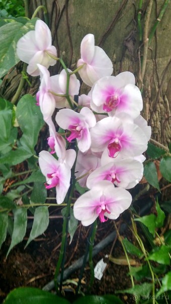 Шалом, Израиль! Часть 8. Парк орхидей "Утопия".