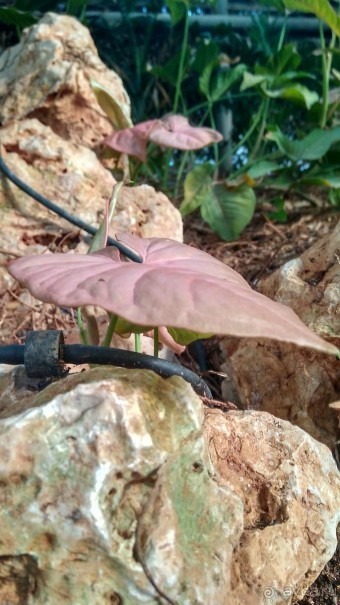 Шалом, Израиль! Часть 8. Парк орхидей "Утопия".