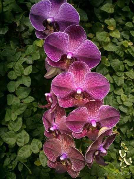 Шалом, Израиль! Часть 8. Парк орхидей "Утопия".