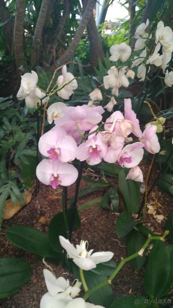 Шалом, Израиль! Часть 8. Парк орхидей "Утопия".