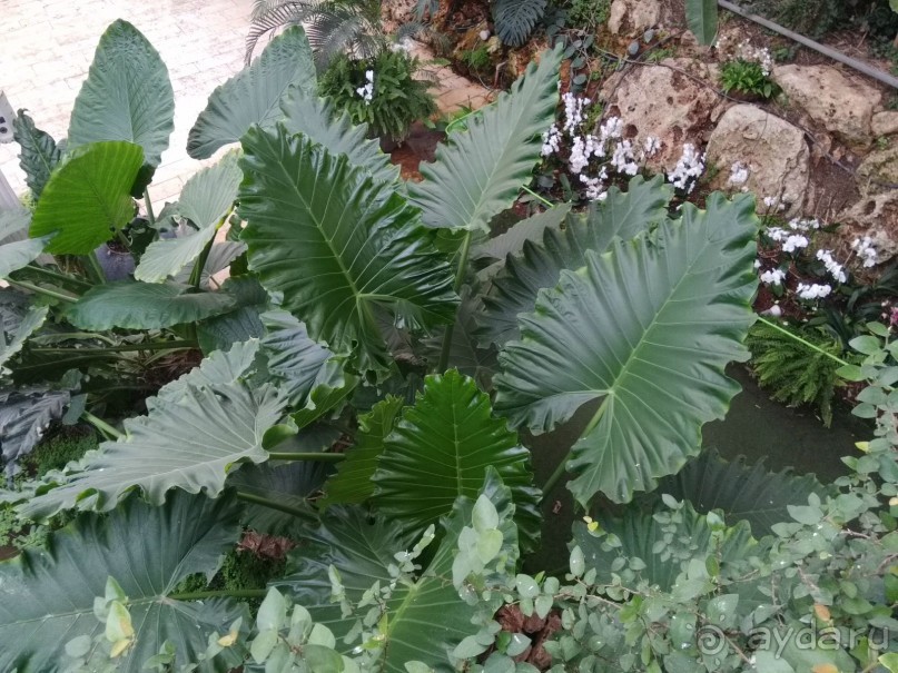 Шалом, Израиль! Часть 8. Парк орхидей "Утопия".