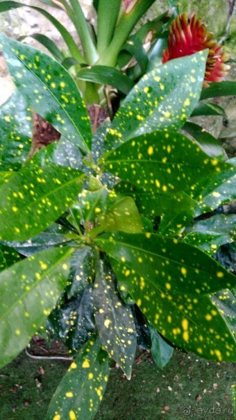 Шалом, Израиль! Часть 8. Парк орхидей "Утопия".