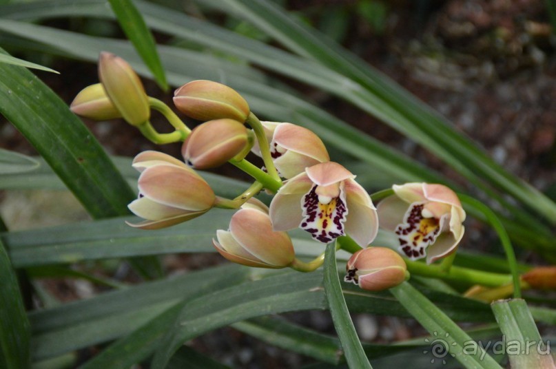 Альбом отзыва "Шалом, Израиль! Часть 8. Парк орхидей "Утопия"."