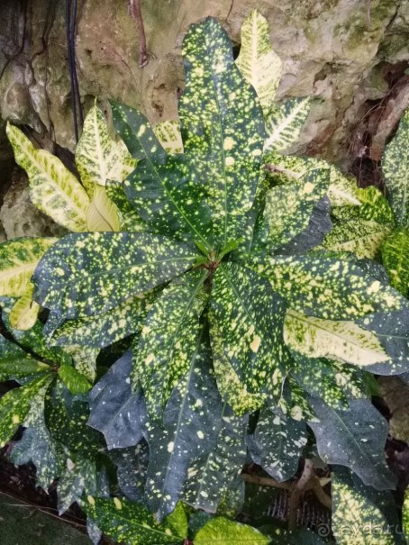 Шалом, Израиль! Часть 8. Парк орхидей "Утопия".