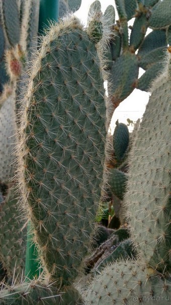 Шалом, Израиль! Часть 8. Парк орхидей "Утопия".