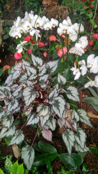 Шалом, Израиль! Часть 8. Парк орхидей "Утопия".