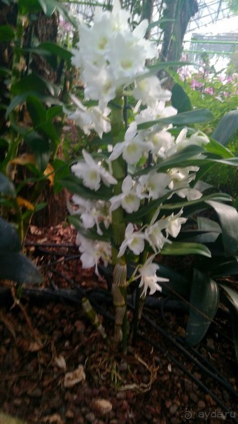 Шалом, Израиль! Часть 8. Парк орхидей "Утопия".