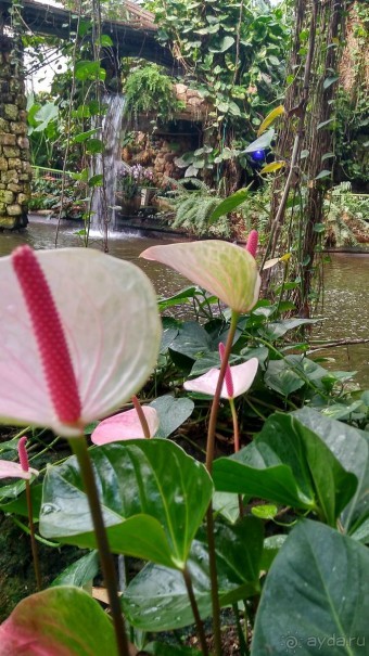 Шалом, Израиль! Часть 8. Парк орхидей "Утопия".