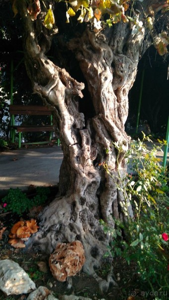 Шалом, Израиль! Часть 8. Парк орхидей "Утопия".