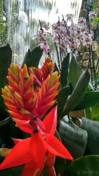 Шалом, Израиль! Часть 8. Парк орхидей "Утопия".