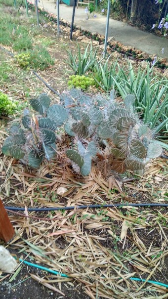 Шалом, Израиль! Часть 8. Парк орхидей "Утопия".