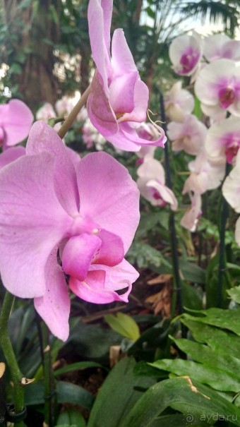 Шалом, Израиль! Часть 8. Парк орхидей "Утопия".