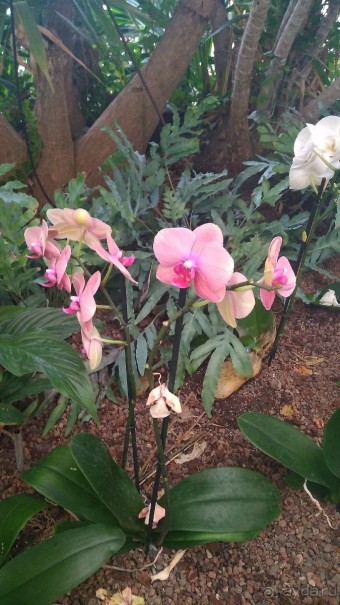 Шалом, Израиль! Часть 8. Парк орхидей "Утопия".