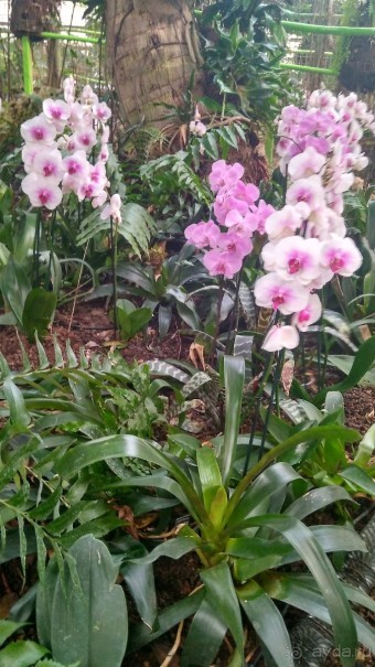 Шалом, Израиль! Часть 8. Парк орхидей "Утопия".