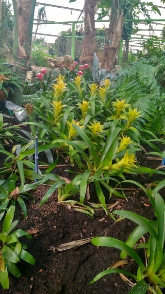 Шалом, Израиль! Часть 8. Парк орхидей "Утопия".