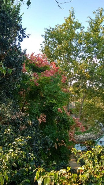 Шалом, Израиль! Часть 8. Парк орхидей "Утопия".