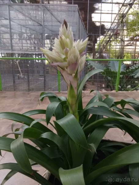 Шалом, Израиль! Часть 8. Парк орхидей "Утопия".