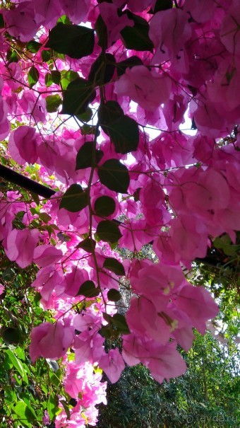 Шалом, Израиль! Часть 8. Парк орхидей "Утопия".