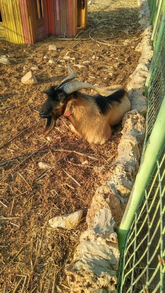 Шалом, Израиль! Часть 8. Парк орхидей "Утопия".