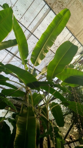 Шалом, Израиль! Часть 8. Парк орхидей "Утопия".