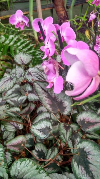 Шалом, Израиль! Часть 8. Парк орхидей "Утопия".