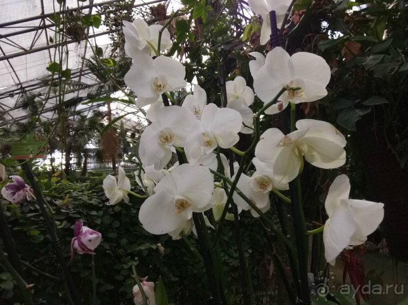 Шалом, Израиль! Часть 8. Парк орхидей "Утопия".