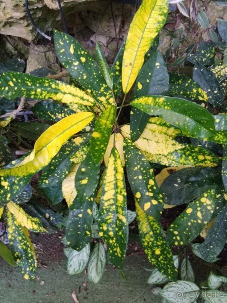 Шалом, Израиль! Часть 8. Парк орхидей "Утопия".