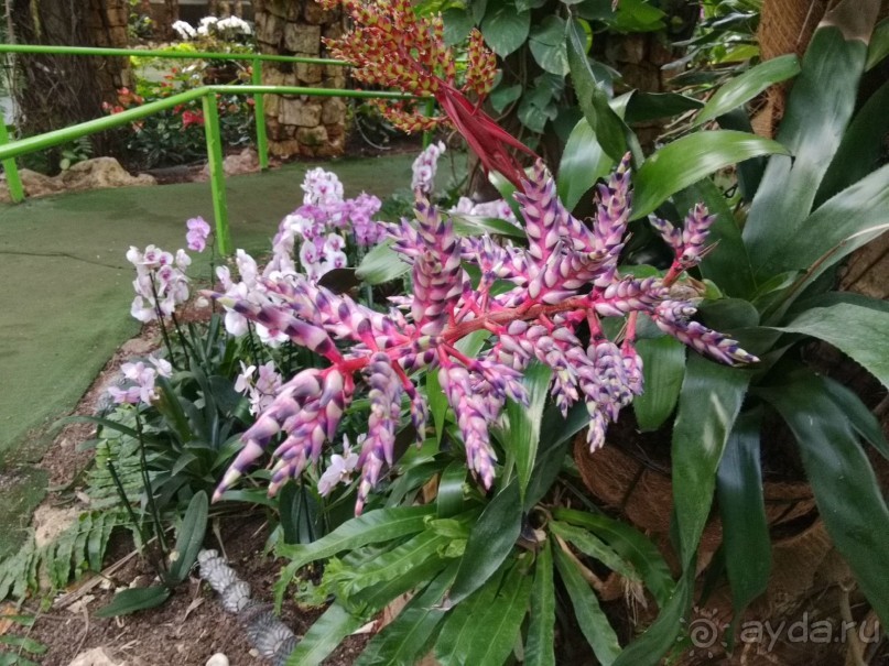 Шалом, Израиль! Часть 8. Парк орхидей "Утопия".