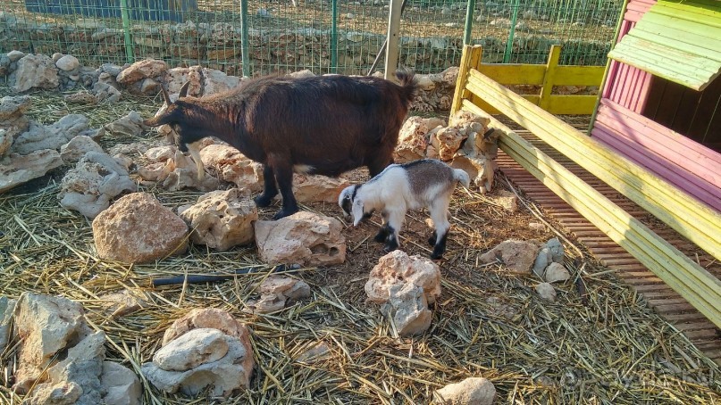 Шалом, Израиль! Часть 8. Парк орхидей "Утопия".