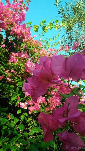 Шалом, Израиль! Часть 8. Парк орхидей "Утопия".