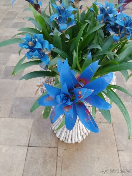 Шалом, Израиль! Часть 8. Парк орхидей "Утопия".