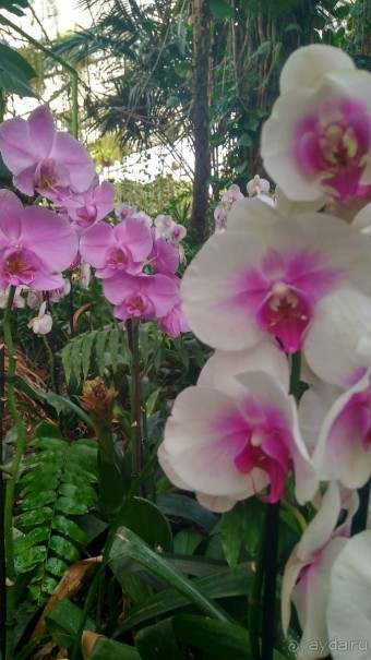 Шалом, Израиль! Часть 8. Парк орхидей "Утопия".