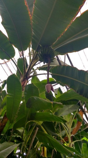 Шалом, Израиль! Часть 8. Парк орхидей "Утопия".