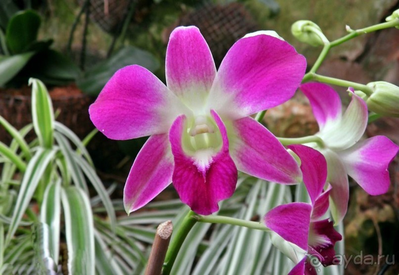 Альбом отзыва "Шалом, Израиль! Часть 8. Парк орхидей "Утопия"."