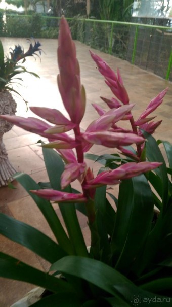 Шалом, Израиль! Часть 8. Парк орхидей "Утопия".