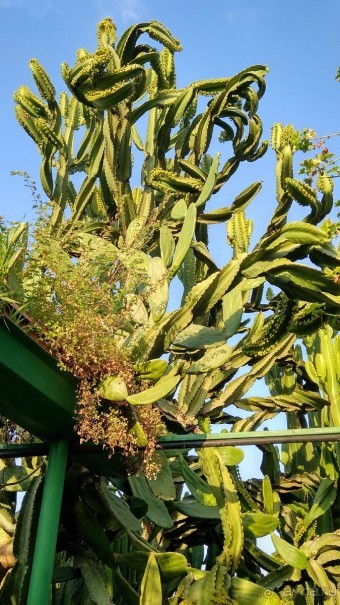 Шалом, Израиль! Часть 8. Парк орхидей "Утопия".