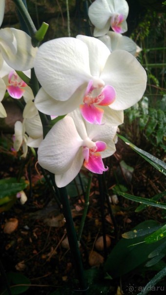 Шалом, Израиль! Часть 8. Парк орхидей "Утопия".