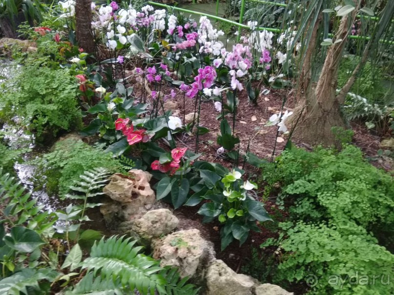 Шалом, Израиль! Часть 8. Парк орхидей "Утопия".