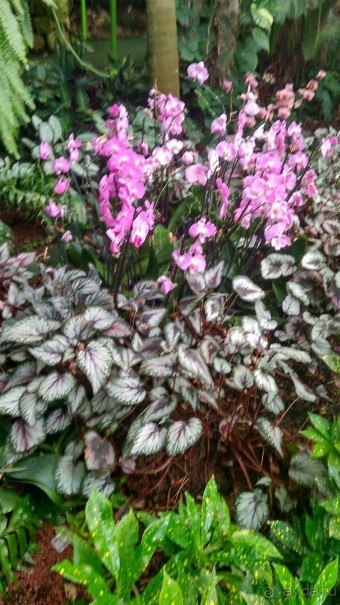 Шалом, Израиль! Часть 8. Парк орхидей "Утопия".