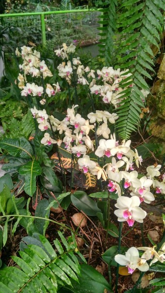 Шалом, Израиль! Часть 8. Парк орхидей "Утопия".