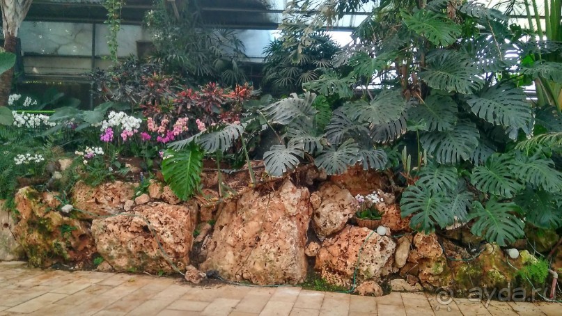 Шалом, Израиль! Часть 8. Парк орхидей "Утопия".