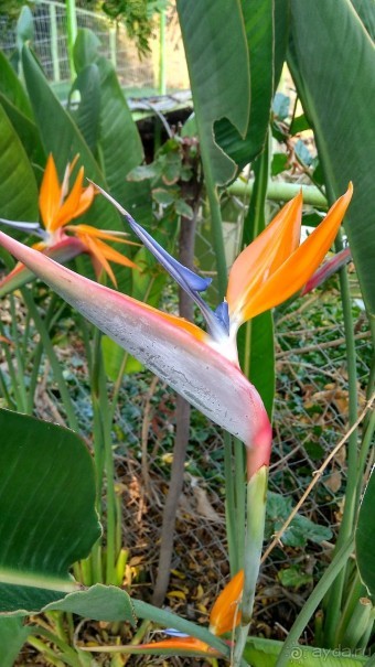 Шалом, Израиль! Часть 8. Парк орхидей "Утопия".