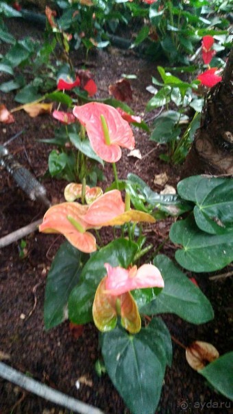 Шалом, Израиль! Часть 8. Парк орхидей "Утопия".