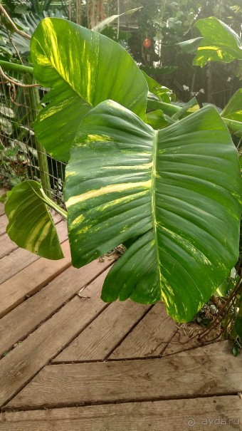 Шалом, Израиль! Часть 8. Парк орхидей "Утопия".