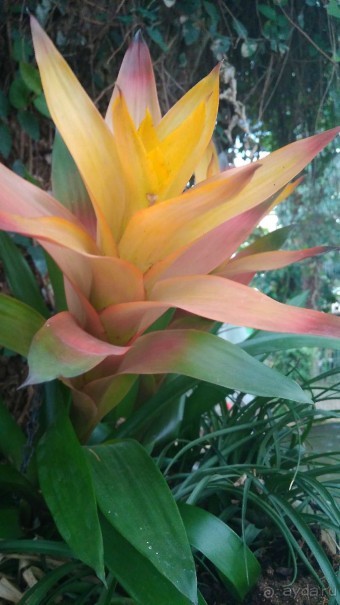 Шалом, Израиль! Часть 8. Парк орхидей "Утопия".