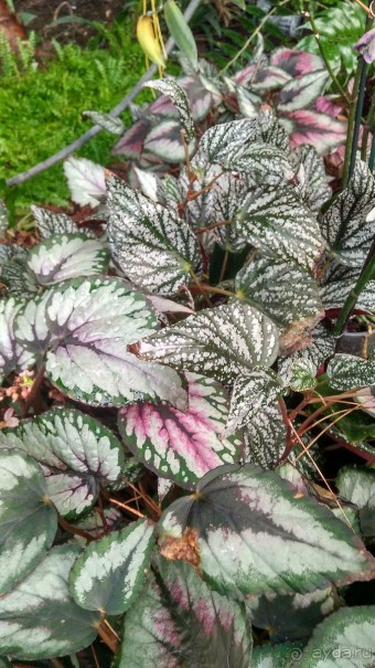 Шалом, Израиль! Часть 8. Парк орхидей "Утопия".