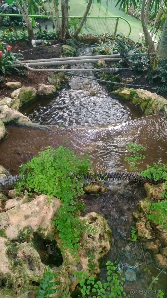 Шалом, Израиль! Часть 8. Парк орхидей "Утопия".