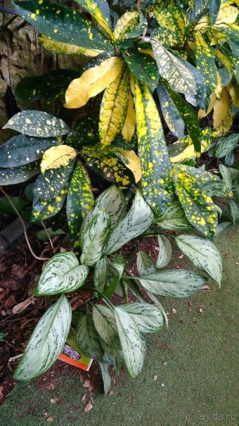 Альбом отзыва "Шалом, Израиль! Часть 8. Парк орхидей "Утопия"."